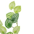 thumbnail image 4 of Allstate Artificial Peperomia Watermelon Leaves Spray  - 16" - Green, 4 of 6