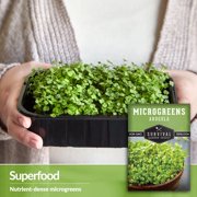 Arugula Microgreens Sprouting Seeds - Partial Sun Annual Vegetable - 5 Packs