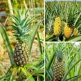 thumbnail image 5 of Elite Gold Pineapple Plant 4-7" Tall for Planting, Pineapple Plant, Ananas Comosus, Tropical Fruit Plant, Outdoor Garden, 5 of 5