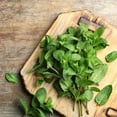 thumbnail image 3 of Spearmint Seeds - Mentha Spicata Spearmint Herb Seed - 20000 Seeds, 3 of 5
