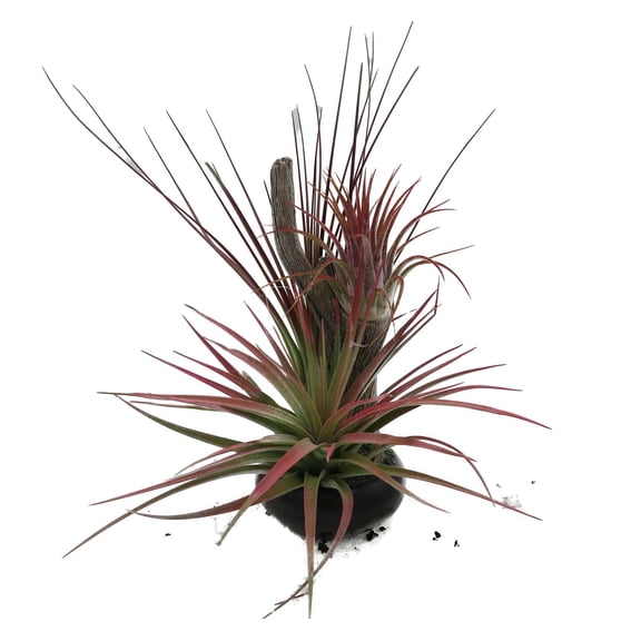 Resin Tree Branch Tillandsia - Air Plant - 6"