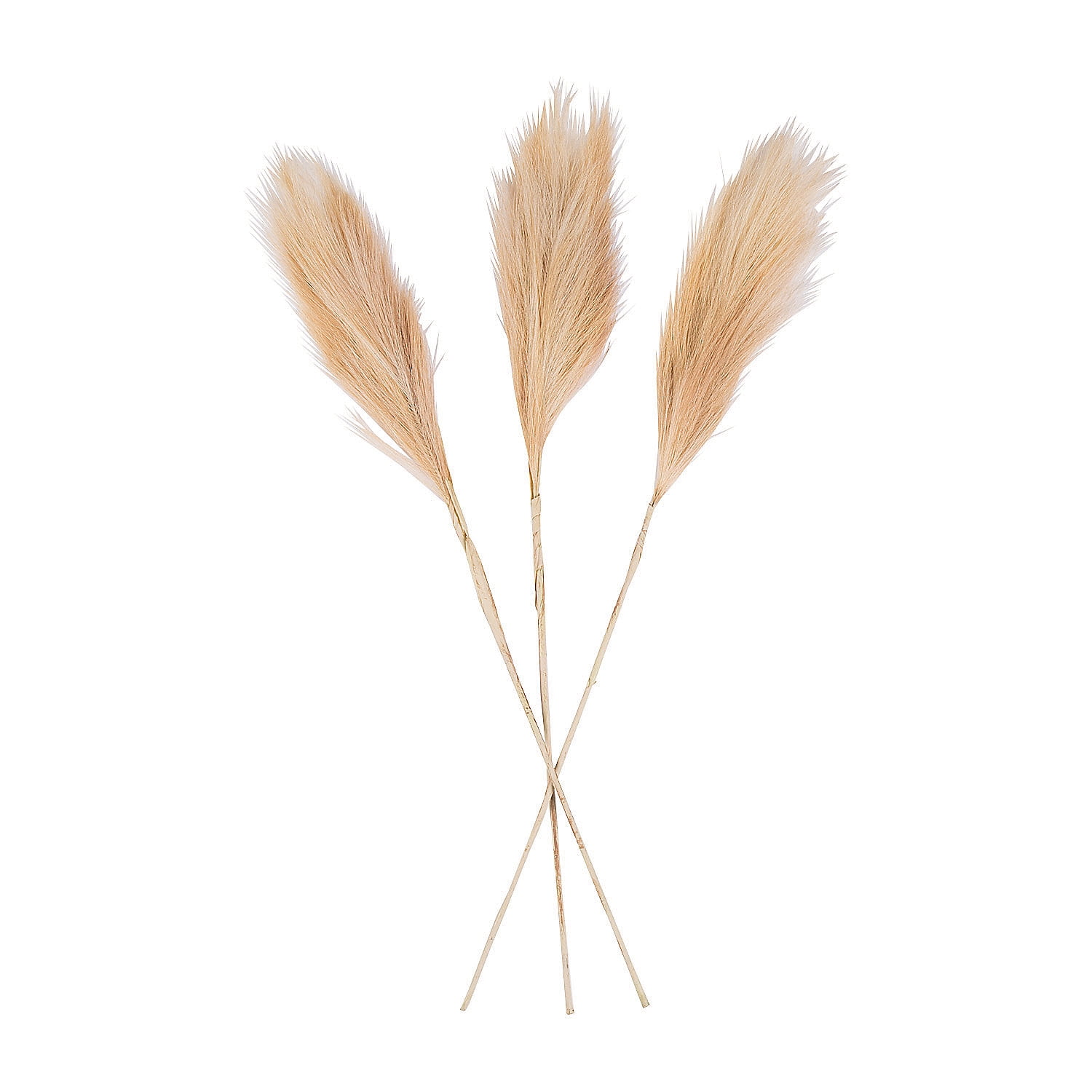 huge pampas grass decor huge pampas grass decor