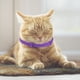 thumbnail image 5 of Collar de reducción de estrés TPR, Collar ajustable de 38cm para gatos y gatitos, resistente al agua, para aliviar la ansiedad, eliminar la inquietud, accesorios para mascotas Hugtrwg  Para estrenar, 5 of 9