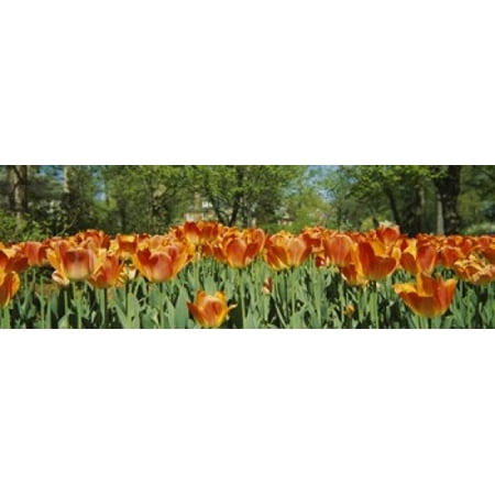 Tulip flowers in a garden Sherwood Gardens Baltimore Maryland USA Poster