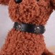 thumbnail image 3 of KAKOWELY collar de cuero negro con diseño de calavera para Halloween, ajustable, para mascotas, suministros para perros y cachorros., 3 of 4
