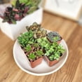 thumbnail image 2 of Element by Altman Plants Multicolor Succulent, Live Indoor House Plants with Grower Pots, 2 inch, Pack of 6, 2 of 15