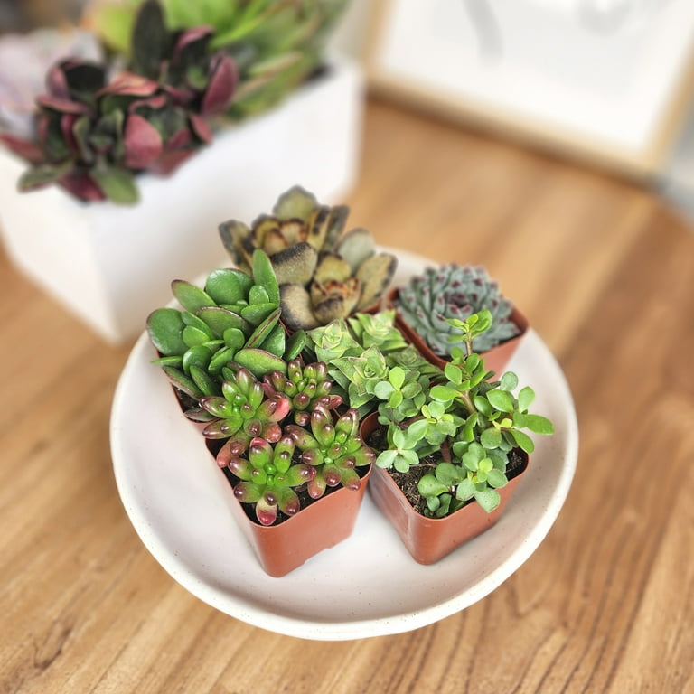 fog plant pot Flowerpot MIRA ⌀24cm FOG GREY – kvirti.ge main image 0