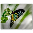 thumbnail image 1 of Picture-Tiles.com: Butterfly Ceramic Tile Wall Mural WAL500311-54L. 40"W x 32"H using (20) 8" x 8" Ceramic Tiles-Satin Finish, 1 of 3