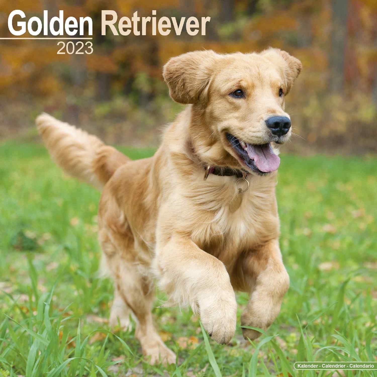 Golden Retriever Wall Calendar 2022