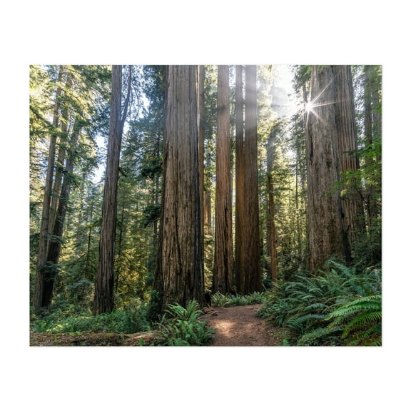 Majestic redwood trees under radiant sunlight - California Photography Forest Nature Woodland Scenic Wilderness Landscape Botanical Unframed Wall Art Print 8 x 10 inches