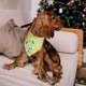 thumbnail image 5 of Bandana para perro con patas de estilo único, 2 bufandas cuadradas lavables para perros pequeños, medianos y grandes, 5 of 5