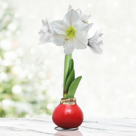 Red Base Waxed Amaryllis White Intokazi Flower Bulb with Stand, No Water Needed