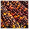 thumbnail image 3 of Everwilde Farms - 100 Fiesta Ornamental Corn Seeds - Gold Vault Jumbo Bulk Seed Packet, 3 of 5