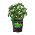 thumbnail image 3 of (2 pack) Bonnie Plants Sweet Basil 19.3 oz., 3 of 13