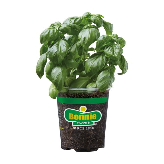 Bonnie Plants Sweet Basil 19.3 oz.