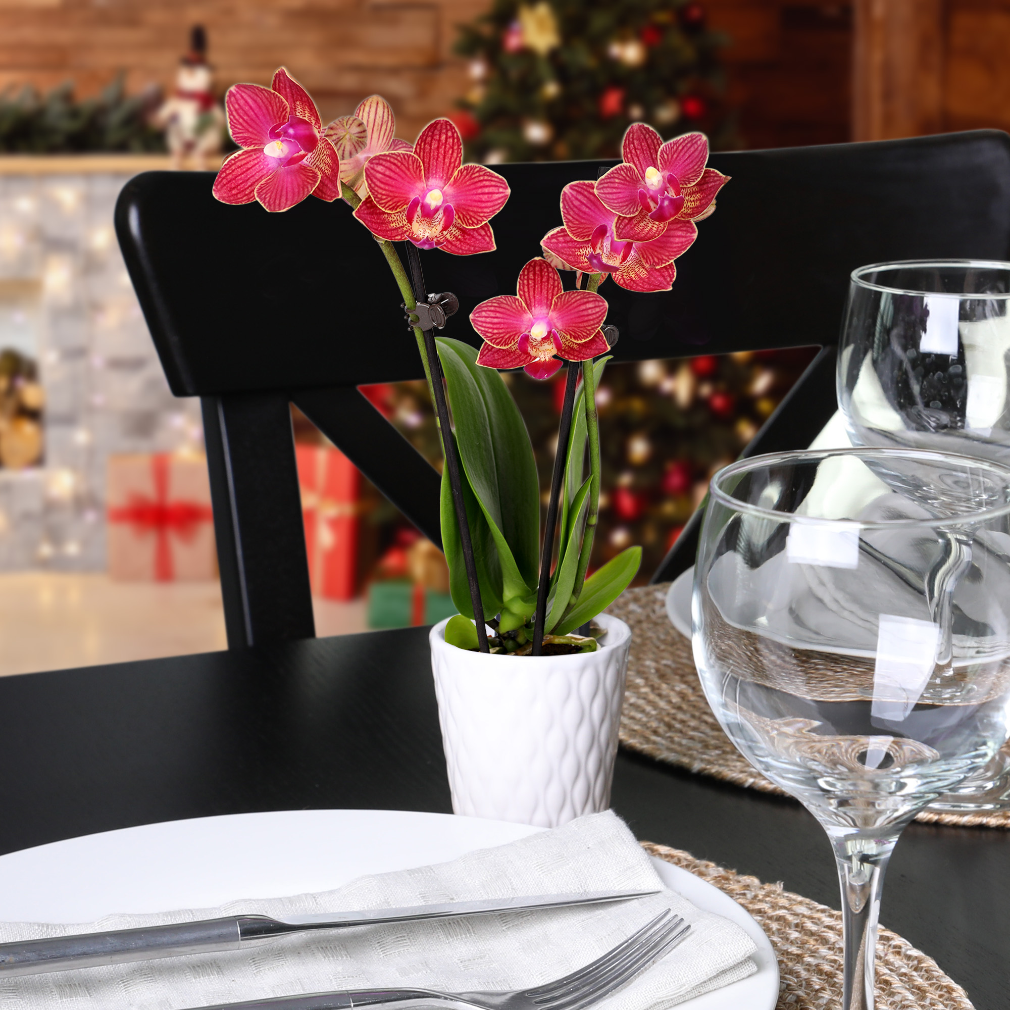 Just Add Ice 12-Pack Mini Red and White Orchids Live Plant Holiday Party Favors or Decor, 6-10" Height in 2.5" Diameter White Ceramic, House Plant