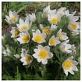 thumbnail image 4 of Everwilde Farms - 1/4 lb Pasque Flower Native Wildflower Seeds - Gold Vault Bulk Seed Packet, 4 of 4