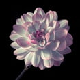 thumbnail image 2 of Frank, Assaf 15x15 White Modern Wood Framed Museum Art Print Titled - Dahlia flower close-up, 2 of 4
