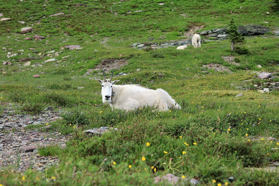 Белый горный фото Animal Mountain Goat Wildlife Wild Goat Mountain-20 Inch By 30 Inch Laminated Po