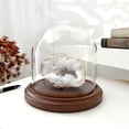 thumbnail image 3 of Plymor 5.5 inch x 5.5 inch Glass Display Dome Cloche (Dark Wood Base), 3 of 3