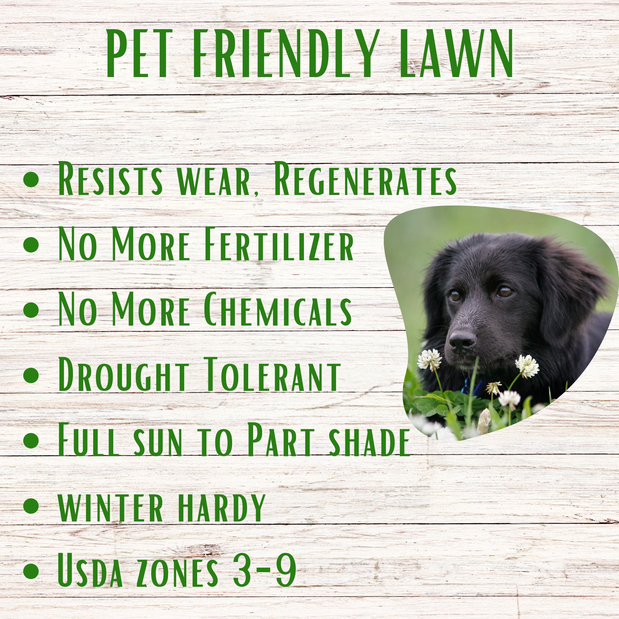 Flawn Seed Kits Thick Bee Lawn Kit, 500 Sqft, Perennial Dutch White Clover, Self-Heal, Fescue Grass, Shaker