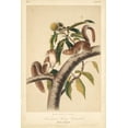thumbnail image 2 of Audubon, John James 17x24 White Modern Wood Framed Museum Art Print Titled - Audubon Squirrel I, 2 of 4