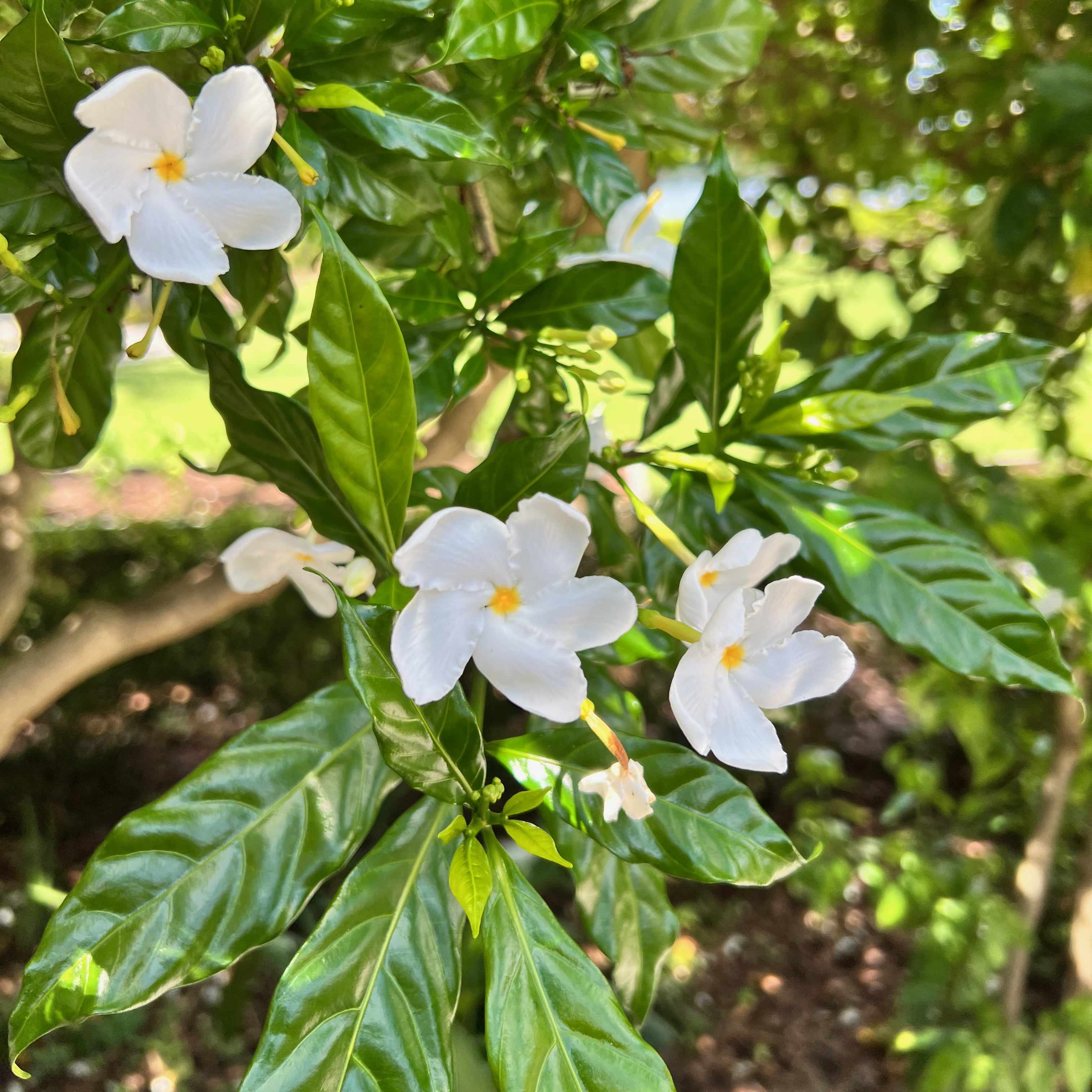 Blackberry Jam Fruit Tree Randia formosa Live Plant
