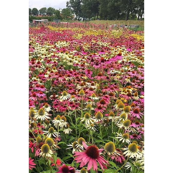 Flower Farming Notebook (Paperback)