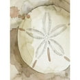 thumbnail image 3 of Popp, Grace 15x18 Black Modern Framed Museum Art Print Titled - Dry Sand Dollar II, 3 of 5
