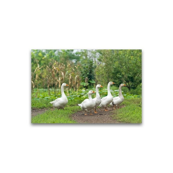 Domestic White Geese Poster -Image by Shutterstock