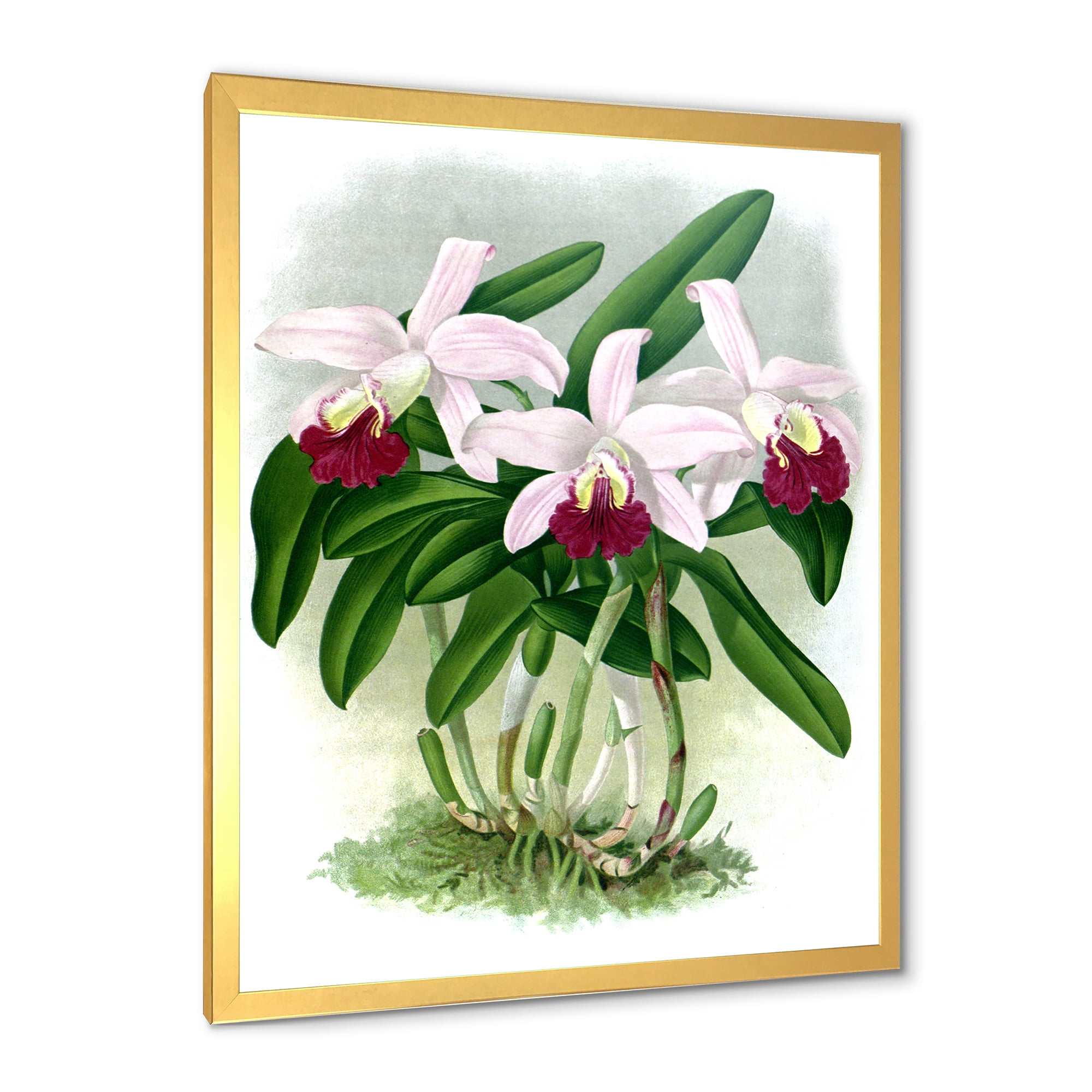Designart 'White Vintage Orchid Flower I' Traditional Framed Art Print