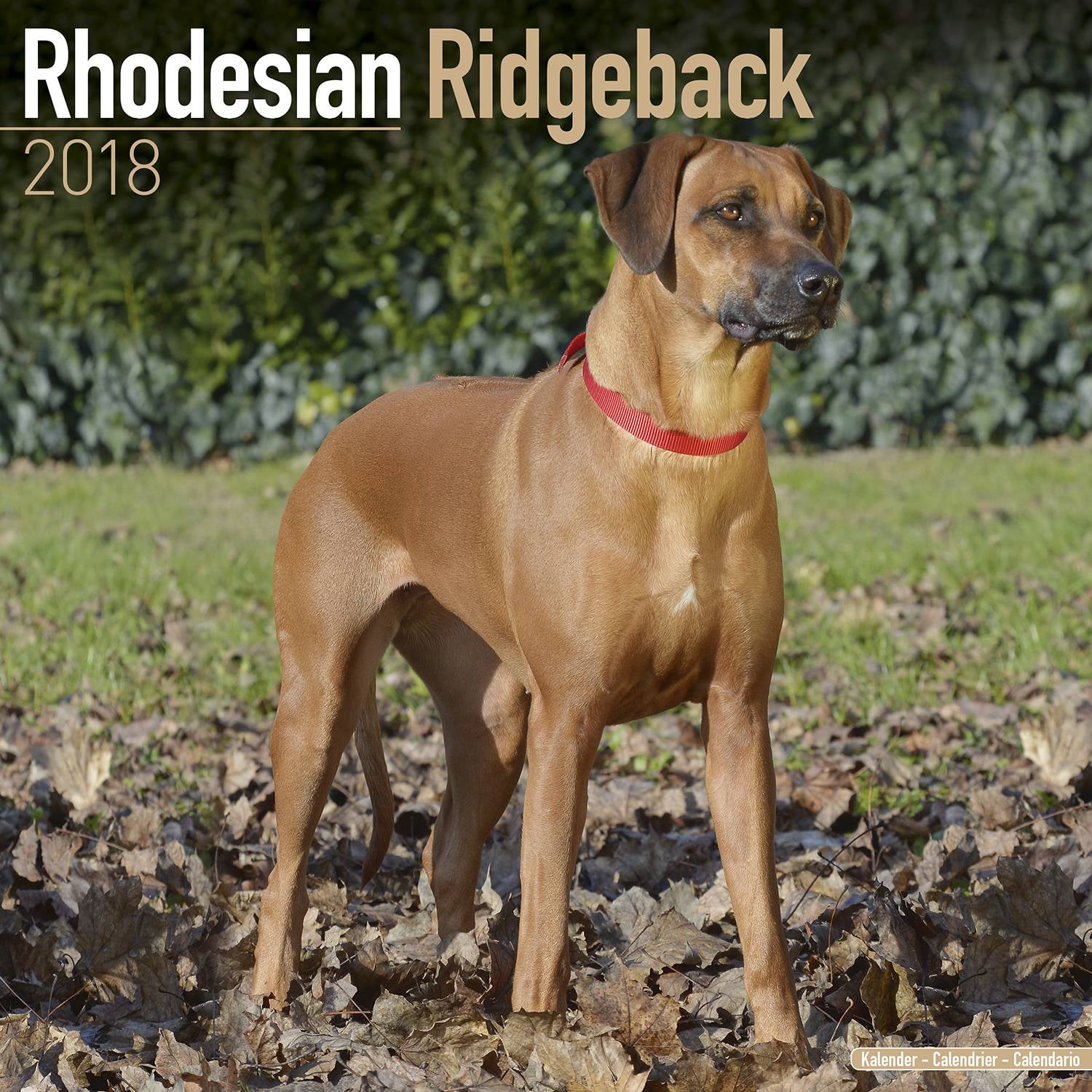 Zin Onaangeroerd Karakteriseren Rhodesian Ridgeback Calendar 2018 - Dog Breed Calendar - Wall Calendar 2017-2018  - Walmart.com