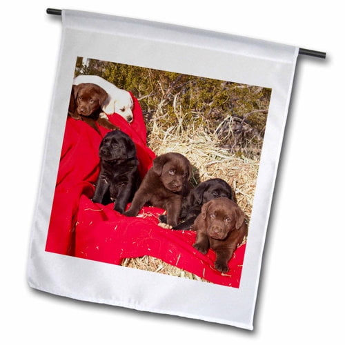 3dRose, Three colors of Labrador Retriever dogs - NA02 ZMU0186 - Zandria Muench Beraldo, 12 x 18 inch Garden Flag