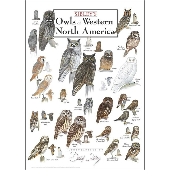 Sibley's Owls of Western North America Poster Student Animal Poster Birthday Gift Children's Room Poster Bedroom Decor Office Decor Gifts