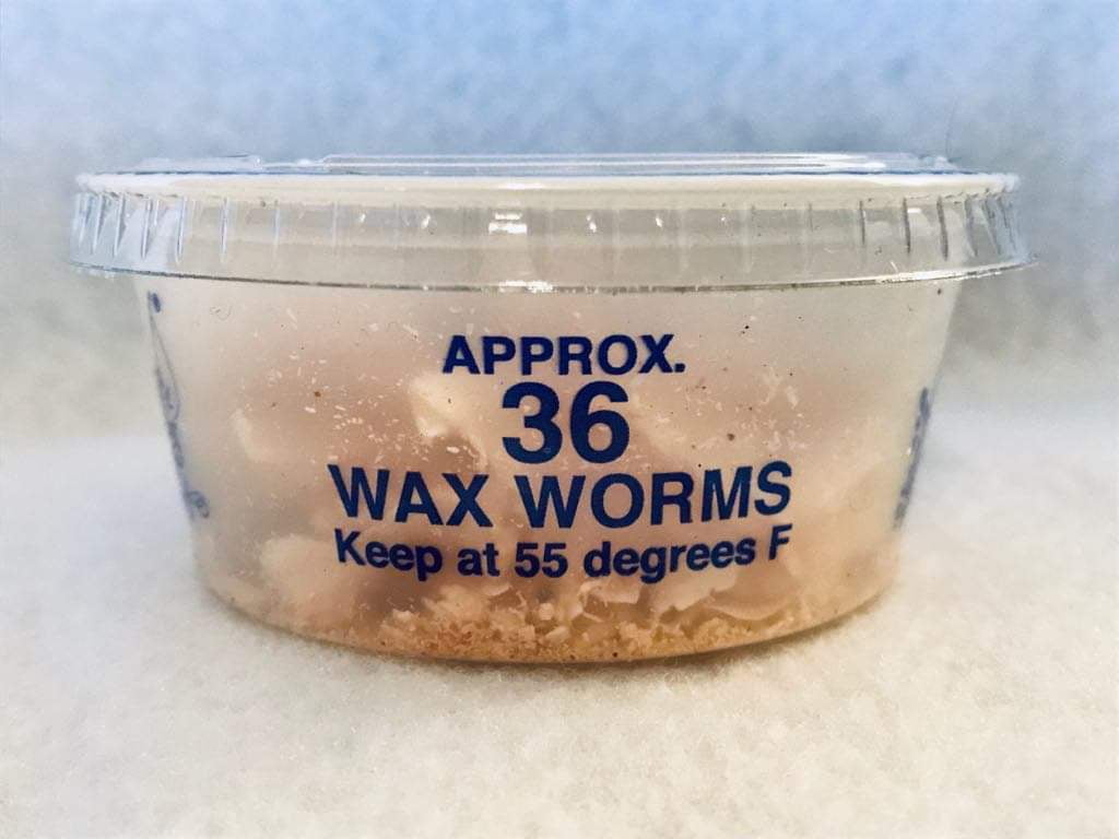 walmart fishing bait worms
