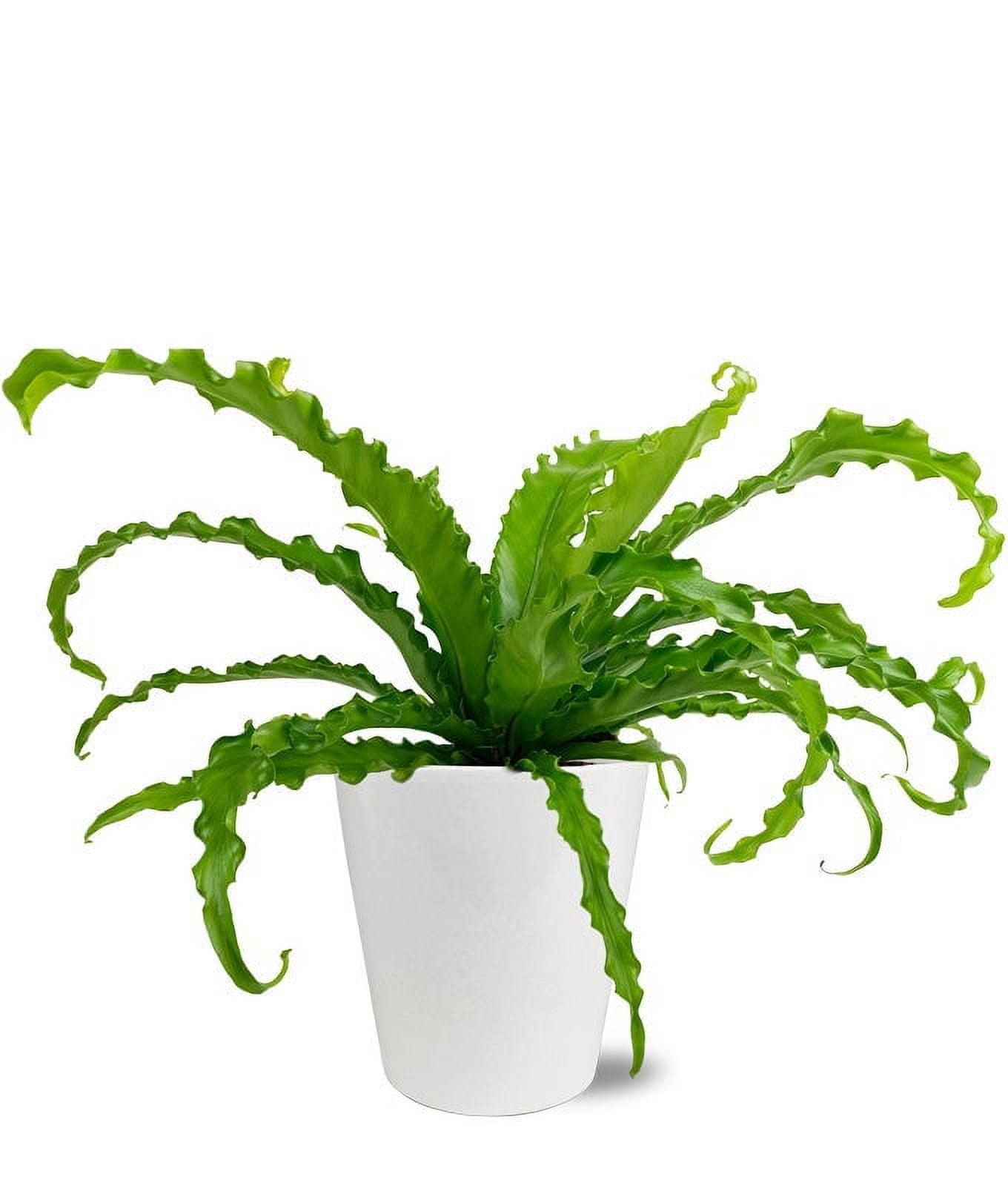 Hawaiian Umbrella Bonsai Tree Gift Set | 6-10" Tall With Ceramic Planter | From You Flowers