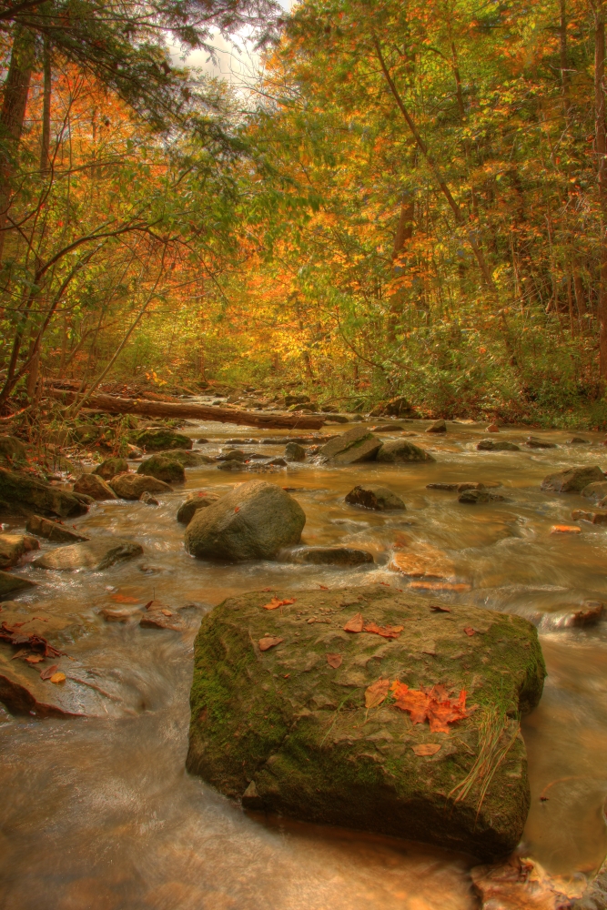 Stream In Autumn Ro