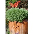 thumbnail image 4 of Expert Gardener 6-pack Sedum Green Stonecrop Groundcover Perennial Outdoor Live Plants, 4 of 6