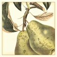 thumbnail image 2 of Vision Studio 12x12 White Modern Wood Framed Museum Art Print Titled - Graphic Pear, 2 of 4