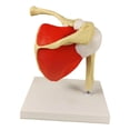 thumbnail image 4 of Modelo de articulación del hombro humano, material didáctico, portátil, con modelo básico de esqueleto del hombro para aprendizaje, investigación, lab, 4 of 9