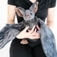 thumbnail image 1 of Peluche Enivtfz de 12 murciélagos grandes para Halloween, 1 of 6