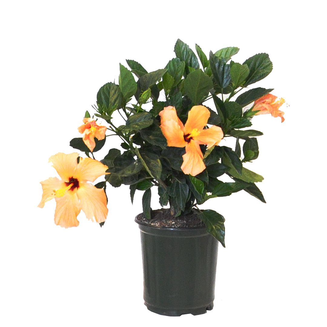 United Nursery Live Hibiscus Bush Salmon Plant 14-18 Inches Tall in 6 Inch Grower Pot