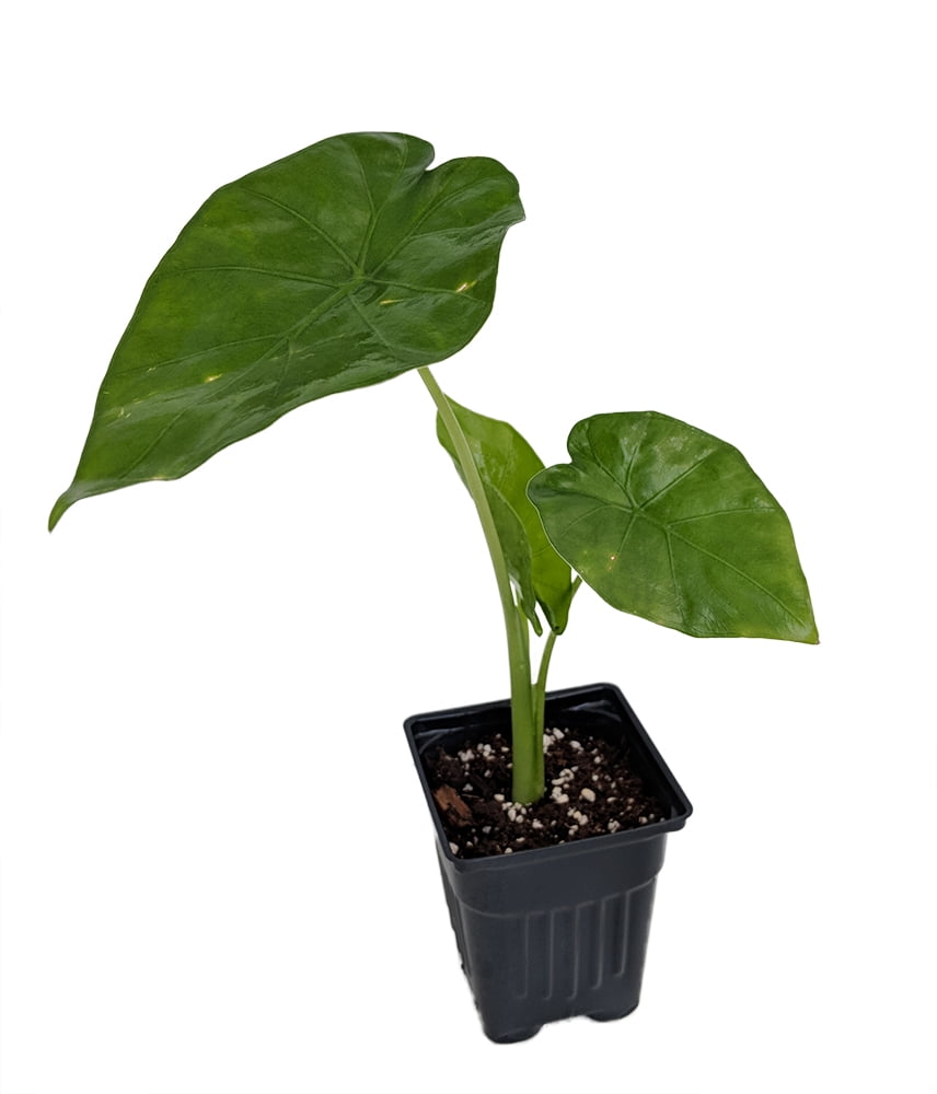 Borneo King Elephant Ears Plant Alocasia HUGE LEAVES 4" Pot
