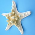 thumbnail image 5 of 2 piezas de concha de estrella de mar de estrella de mar natural para hacer decoración artesanal Diy Afortunado Sencillez, 5 of 5