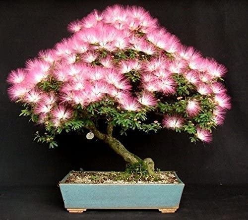 fuji bonsai Small Exposed Roots Mt. Fuji Serissa Bonsai Tree