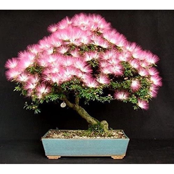 20 Albizia Julibrissin Mimosa Bonsai Tree Seeds for Planting - Persian Pink Silk Tree - Ships from Iowa, USA