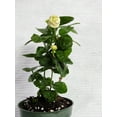 thumbnail image 5 of Jasmine Sambac "Grand Duke of Tuscany" 4 inch pot, 5 of 7