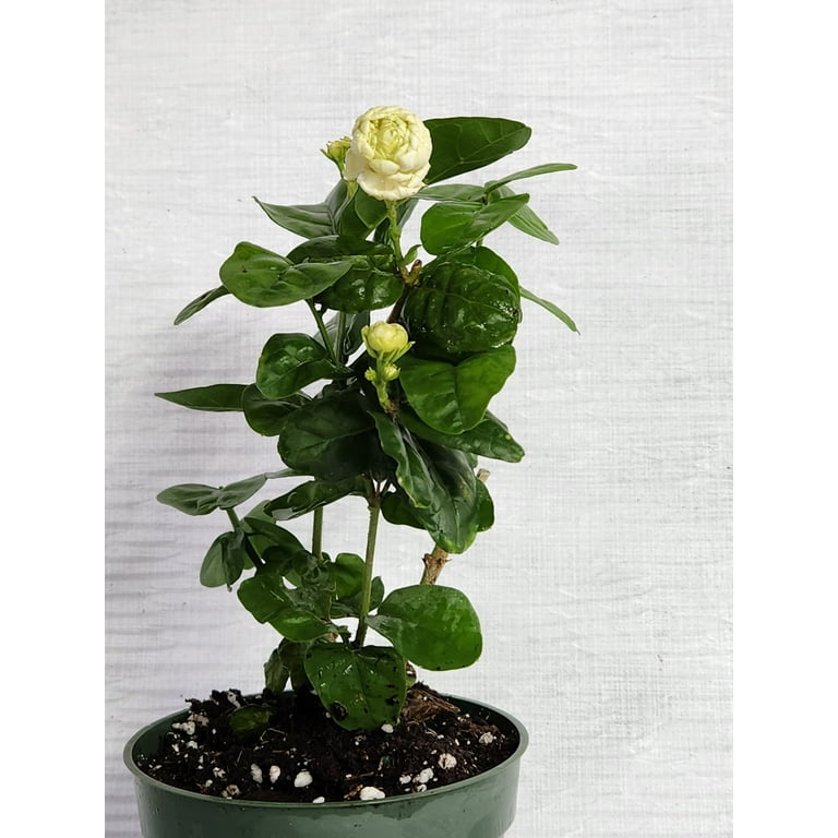 Live Jasmine Sambac 'Grand Duke of Tuscany' Plant in 4 inch Pot -  Walmart.com