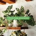thumbnail image 2 of American Plant Exchange Monstera Adansonii Hanging Basket, 8-Inch, Wide Leaf Swiss Cheese Plant, Live Houseplant, 2 of 7