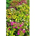 thumbnail image 4 of TomorrowSeeds - Solid Colors Mix Four O' Clock Seeds - 50+ Count - For 2025 Planting Mixed Pink, 4 of 9